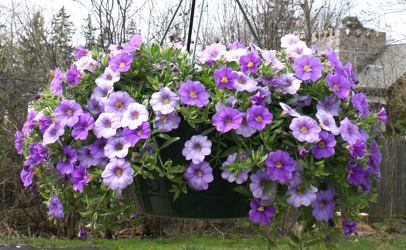 10" Hanging Basket from Mischler's Florist and Greenhouses in Williamsville, NY