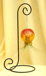 Air Plant Desktop JellyFish  from Mischler's Florist and Greenhouses in Williamsville, NY