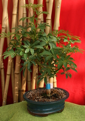 Bonsai Arboricola from Mischler's Florist and Greenhouses in Williamsville, NY