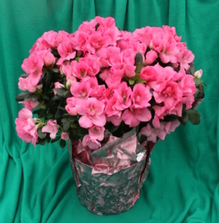 Azalea from Mischler's Florist and Greenhouses in Williamsville, NY