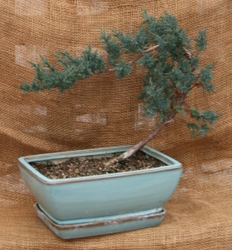 Bonsai Blue Chinese Juniper from Mischler's Florist and Greenhouses in Williamsville, NY