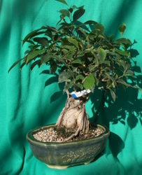 Bonsai Gensing Ficus 1028 from Mischler's Florist and Greenhouses in Williamsville, NY