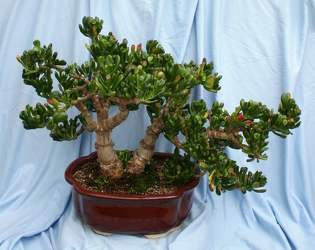 Bonsai Jade Hobbit 1010 from Mischler's Florist and Greenhouses in Williamsville, NY
