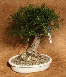 Bonsai Willow Leaf Ficus 987 from Mischler's Florist and Greenhouses in Williamsville, NY