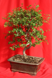 Bonsai Chinese Elm 214 from Mischler's Florist and Greenhouses in Williamsville, NY