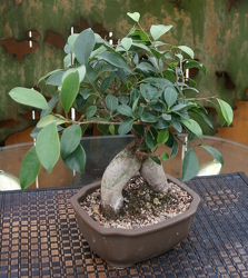 Bonsai Gensing Ficus 1252 from Mischler's Florist and Greenhouses in Williamsville, NY