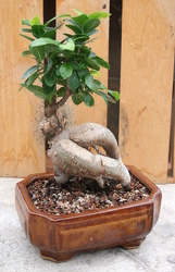 Bonsai Ginseng Ficus 110 from Mischler's Florist and Greenhouses in Williamsville, NY