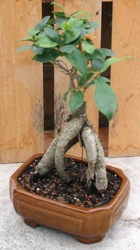 Bonsai Ginseng Ficus 111 from Mischler's Florist and Greenhouses in Williamsville, NY