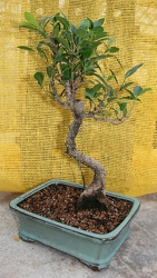 Bonsai Tiger Bark Ficus 112 from Mischler's Florist and Greenhouses in Williamsville, NY
