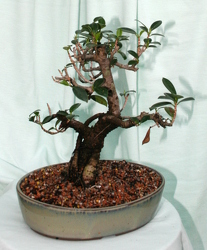 Bonsai - Green Island Ficus 1206 from Mischler's Florist and Greenhouses in Williamsville, NY