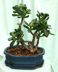 Bonsai Jade 1207 from Mischler's Florist and Greenhouses in Williamsville, NY