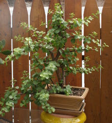 Bonsai Jade 7309 from Mischler's Florist and Greenhouses in Williamsville, NY