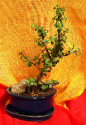 Bonsai Jade 216 from Mischler's Florist and Greenhouses in Williamsville, NY