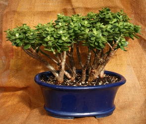 Bonsai Jade Grove 215 from Mischler's Florist and Greenhouses in Williamsville, NY