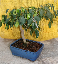 Bonsai Wiandi Ficus 113 from Mischler's Florist and Greenhouses in Williamsville, NY