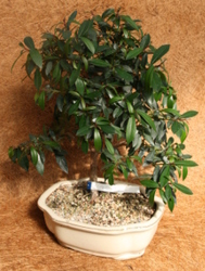 Bonsai Brush Cherry 972 from Mischler's Florist and Greenhouses in Williamsville, NY