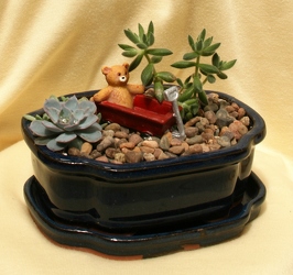 Mini Succulent Garden - Bundle of Joy from Mischler's Florist and Greenhouses in Williamsville, NY