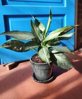 Chinese Evergreen Tabletop from Mischler's Florist and Greenhouses in Williamsville, NY