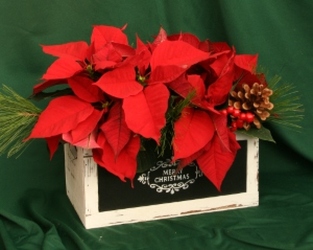 Christmas Crate Double from Mischler's Florist and Greenhouses in Williamsville, NY