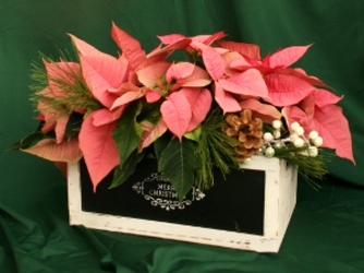 Christmas Crate Triple from Mischler's Florist and Greenhouses in Williamsville, NY