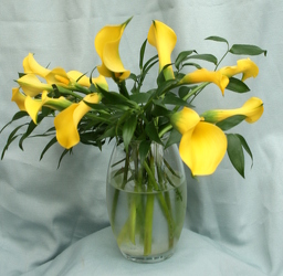 Classy Calla- Yellow from Mischler's Florist and Greenhouses in Williamsville, NY