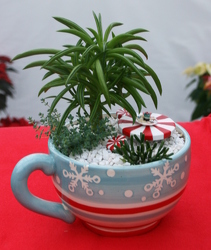 Cup O' Christmas from Mischler's Florist and Greenhouses in Williamsville, NY