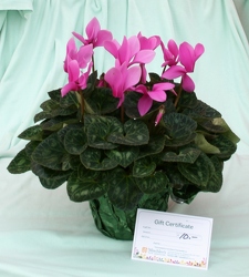 Cyclamen & Gift Certificate from Mischler's Florist and Greenhouses in Williamsville, NY