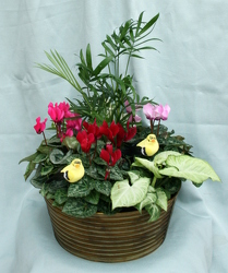 Cyclamen Combo from Mischler's Florist and Greenhouses in Williamsville, NY