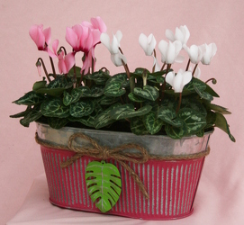 Cyclamen Double Tin from Mischler's Florist and Greenhouses in Williamsville, NY