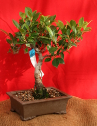 Bonsai Ficus Retusa from Mischler's Florist and Greenhouses in Williamsville, NY