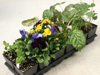 Tray of Pansies and Veggies from Mischler's Florist and Greenhouses in Williamsville, NY