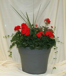 Geranium 14 inch Patio Pot from Mischler's Florist and Greenhouses in Williamsville, NY