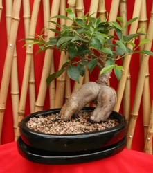 Bonsai Ginseng Ficus from Mischler's Florist and Greenhouses in Williamsville, NY