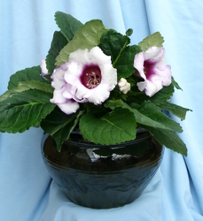 Gloxinia from Mischler's Florist and Greenhouses in Williamsville, NY