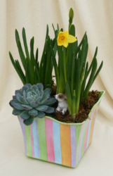 Happy Spring - Bulb Garden from Mischler's Florist and Greenhouses in Williamsville, NY