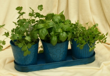 Herb Trio from Mischler's Florist and Greenhouses in Williamsville, NY