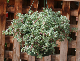 Hanging 8" Basket Pink Vygie from Mischler's Florist and Greenhouses in Williamsville, NY