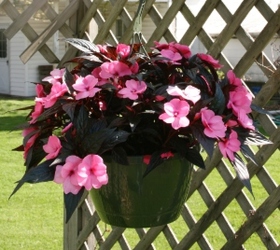 Hanging Basket - New Guinea Impatiens from Mischler's Florist and Greenhouses in Williamsville, NY