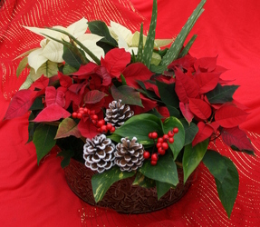 Holiday Tin Mix from Mischler's Florist and Greenhouses in Williamsville, NY