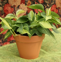 Houseplant - Philodendron from Mischler's Florist and Greenhouses in Williamsville, NY