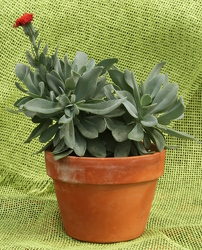 Succulent Mountain Fire Senico from Mischler's Florist and Greenhouses in Williamsville, NY
