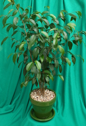 Ficus Ceramic Pot from Mischler's Florist and Greenhouses in Williamsville, NY