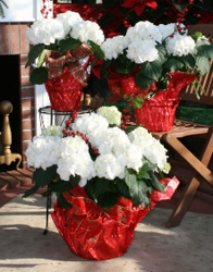 Christmas Hydrangeas from Mischler's Florist and Greenhouses in Williamsville, NY