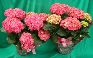 Pink Hydrangea from Mischler's Florist and Greenhouses in Williamsville, NY