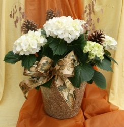 Thanksgiving Hydrangea from Mischler's Florist and Greenhouses in Williamsville, NY
