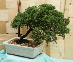 Bonsai Japanese Juniper 832 from Mischler's Florist and Greenhouses in Williamsville, NY