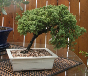 Bonsai Japanese Juniper 7299 from Mischler's Florist and Greenhouses in Williamsville, NY