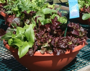 Lettuce Bowl from Mischler's Florist and Greenhouses in Williamsville, NY