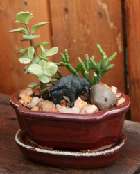 Mini Succulant Lil' Buffalo from Mischler's Florist and Greenhouses in Williamsville, NY