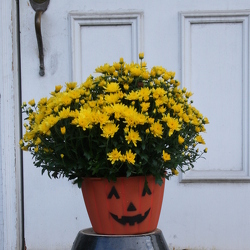 Mischlers Pumpkin Jack  from Mischler's Florist and Greenhouses in Williamsville, NY